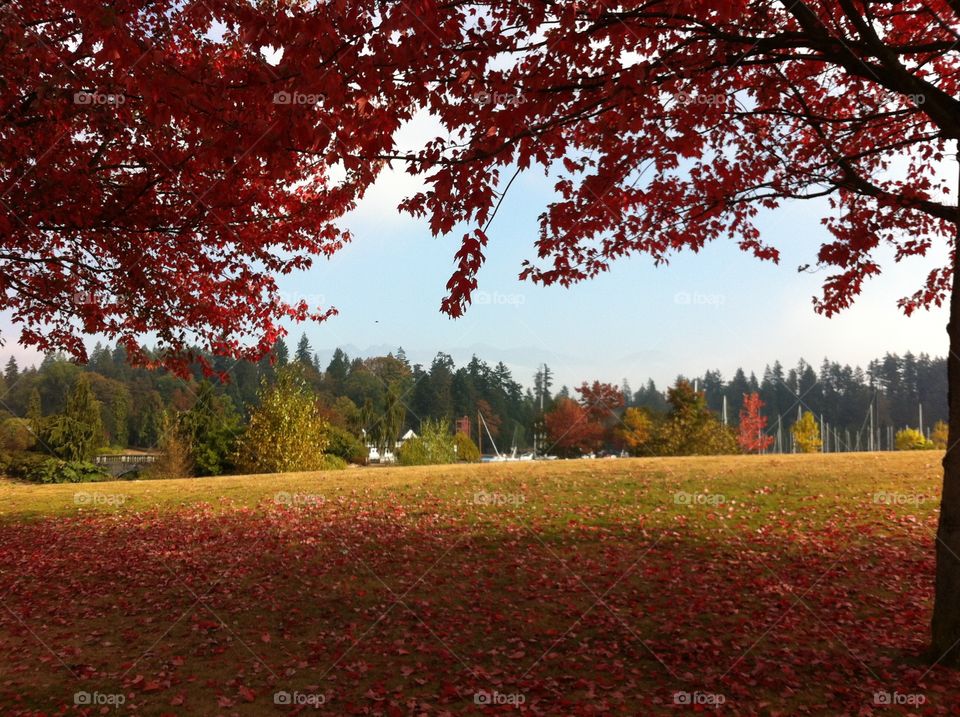 Fall, Tree, Leaf, Landscape, Maple