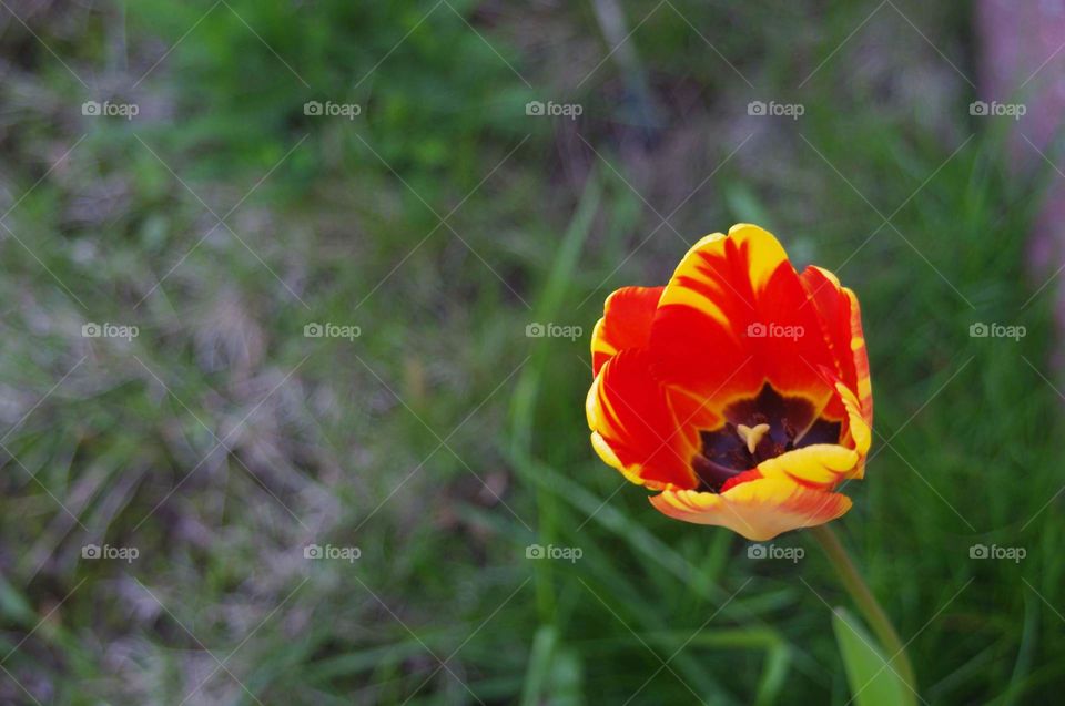 tulip