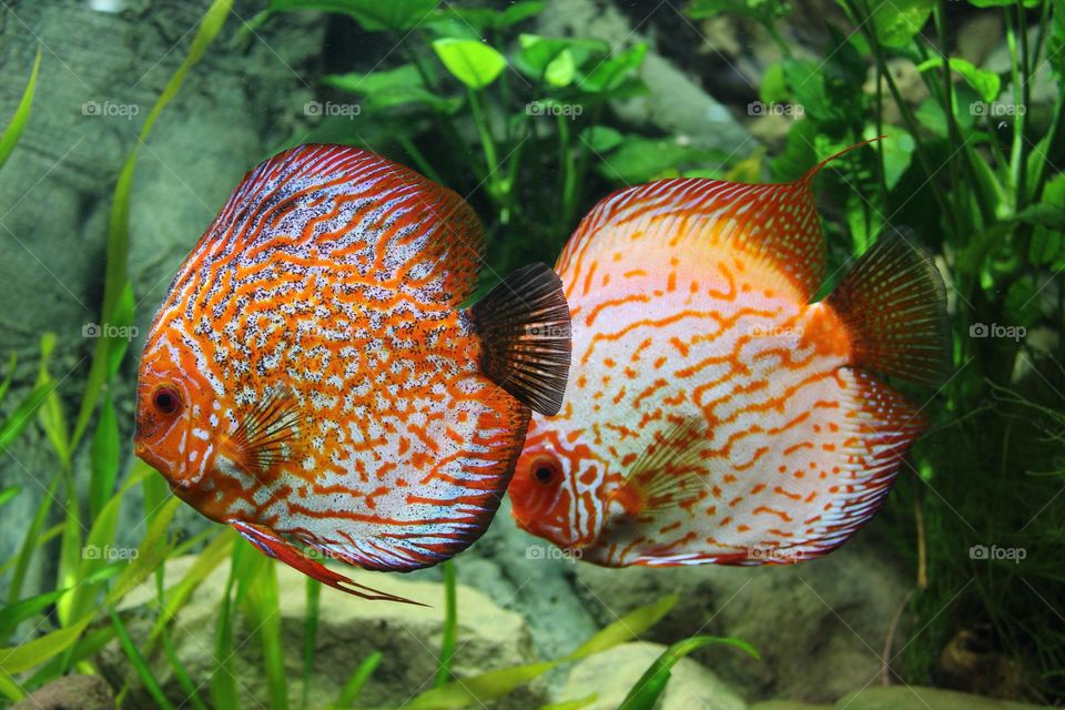 Beautiful Betta fish