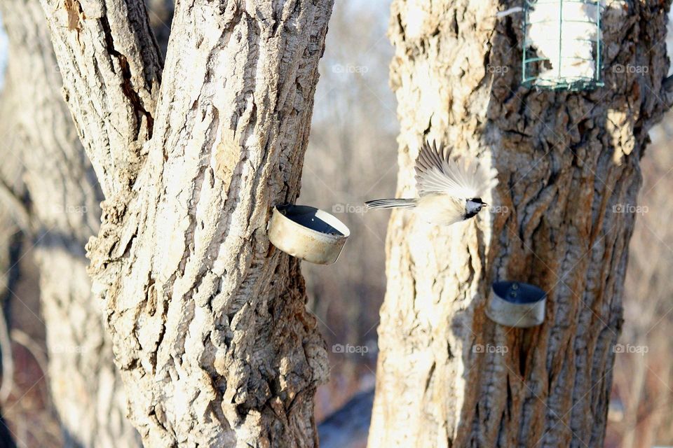 chickadee in flight