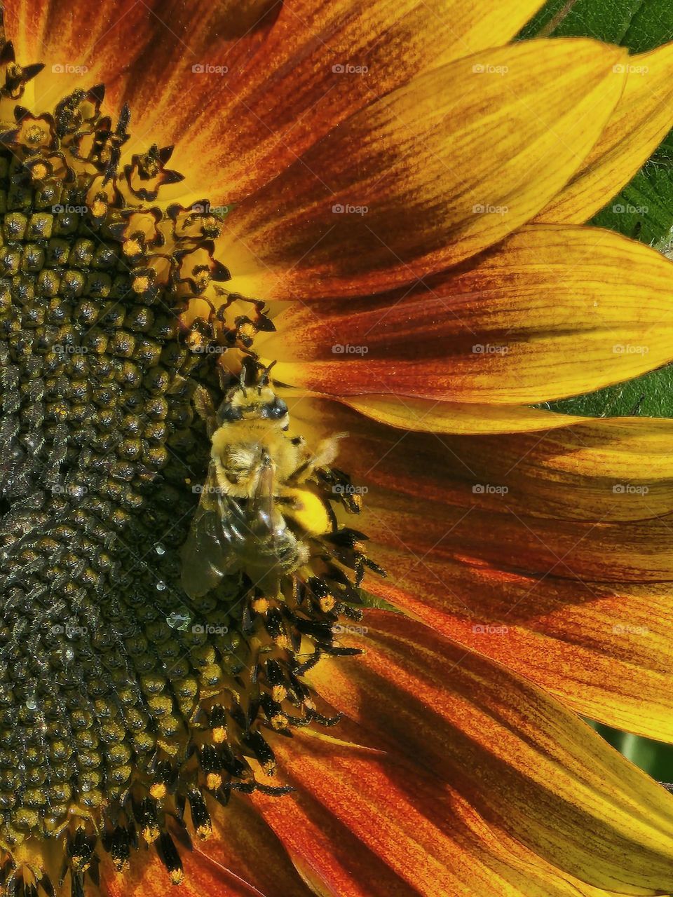 Bee on Sunflower