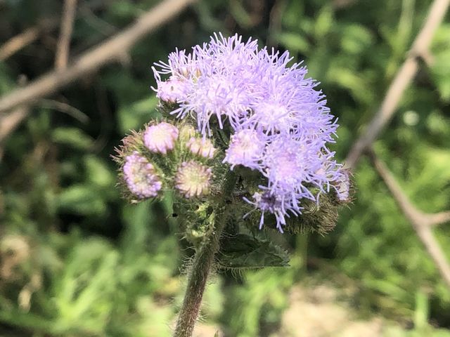 AGERATUM a tough plant that is a favorite for many gardens. Beautiful blue annuals known for their powder puff blooms.