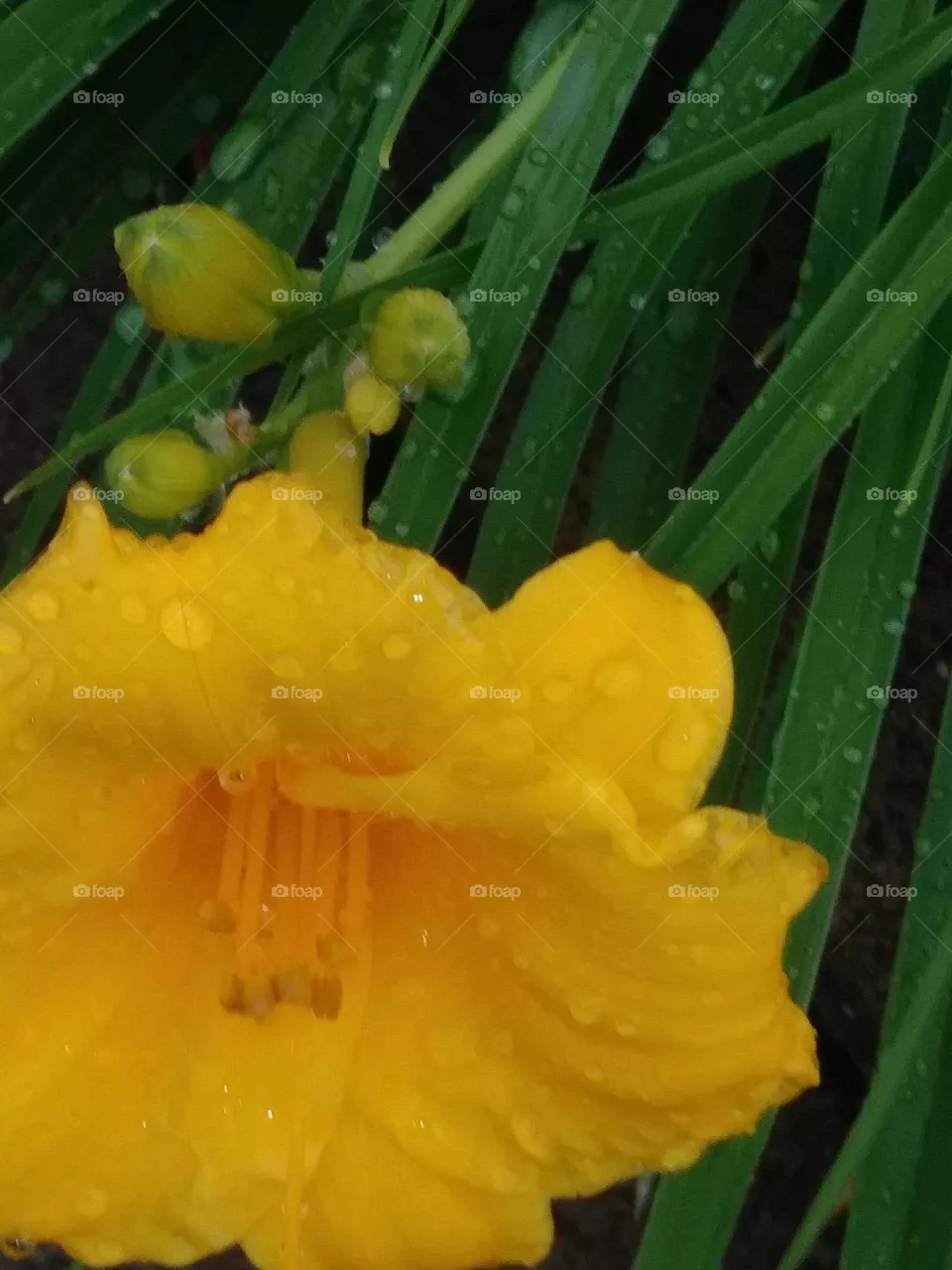 flower