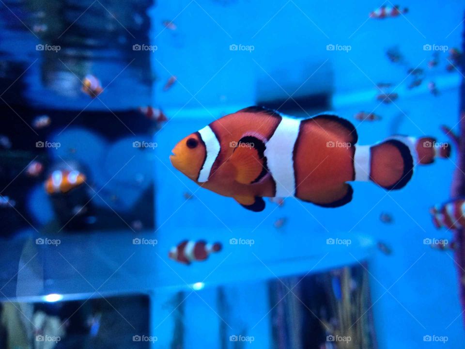 Fish. Nemo