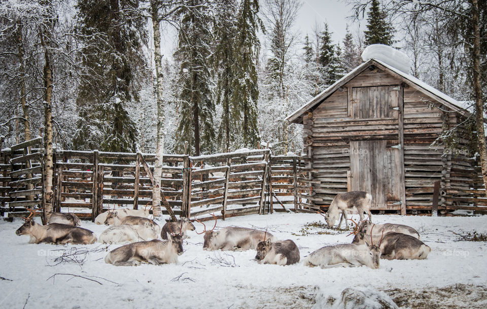 reindeer