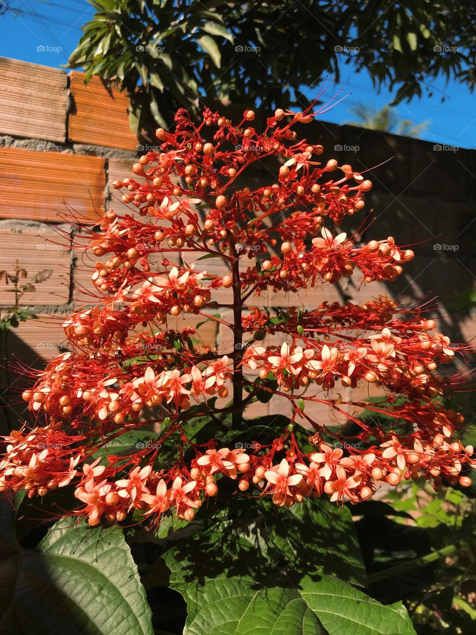 my mother loves flowers and many other types of plants