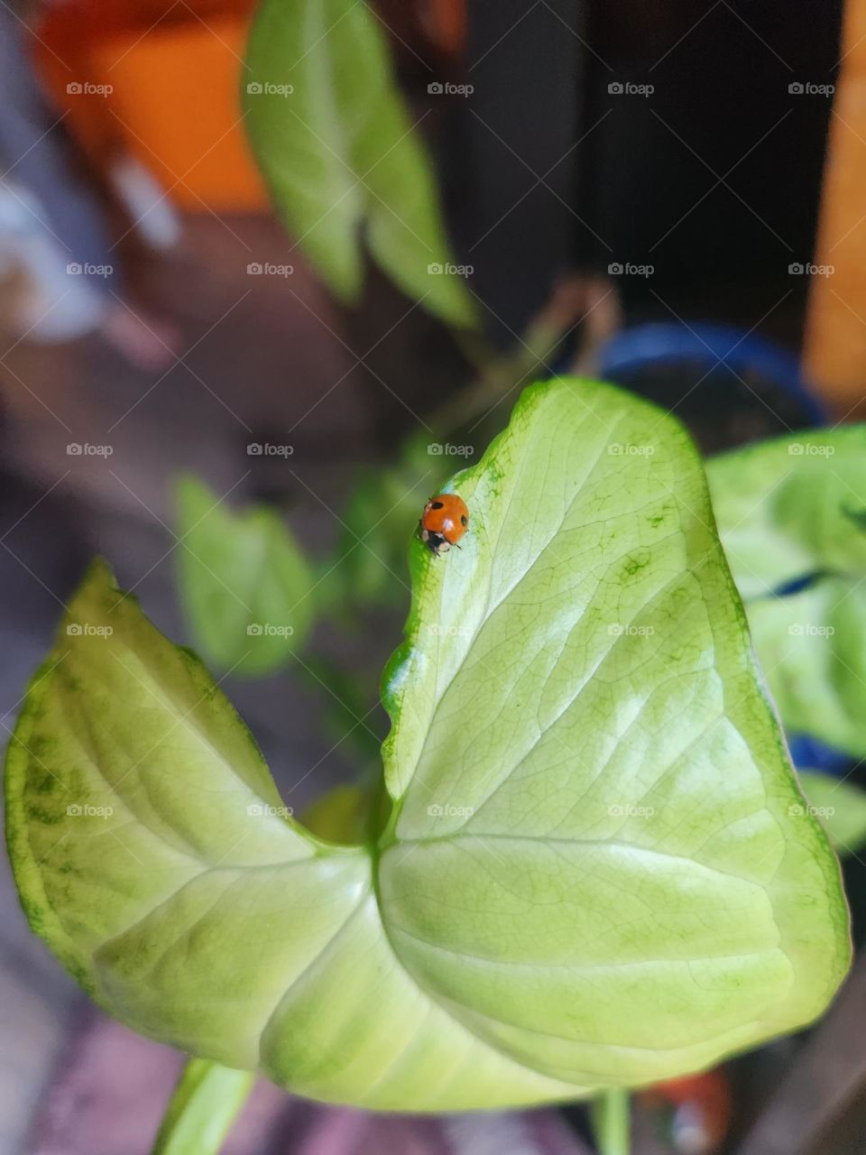 Lady bug on a big leaf