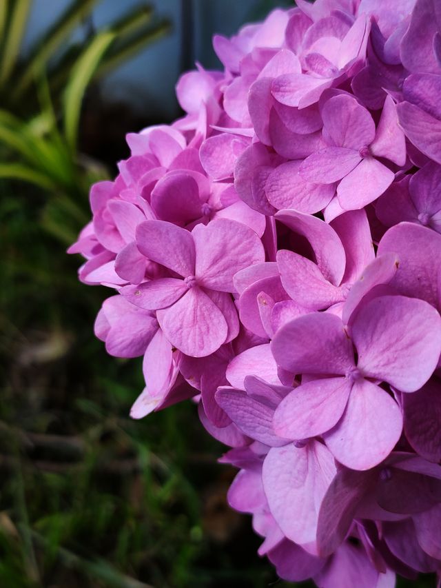 flowers in a garden