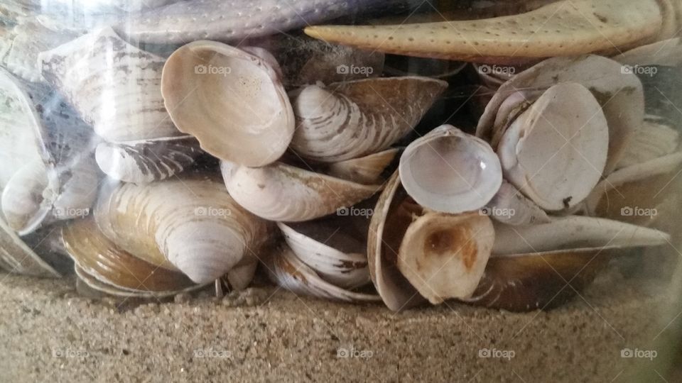 Sand and Shells