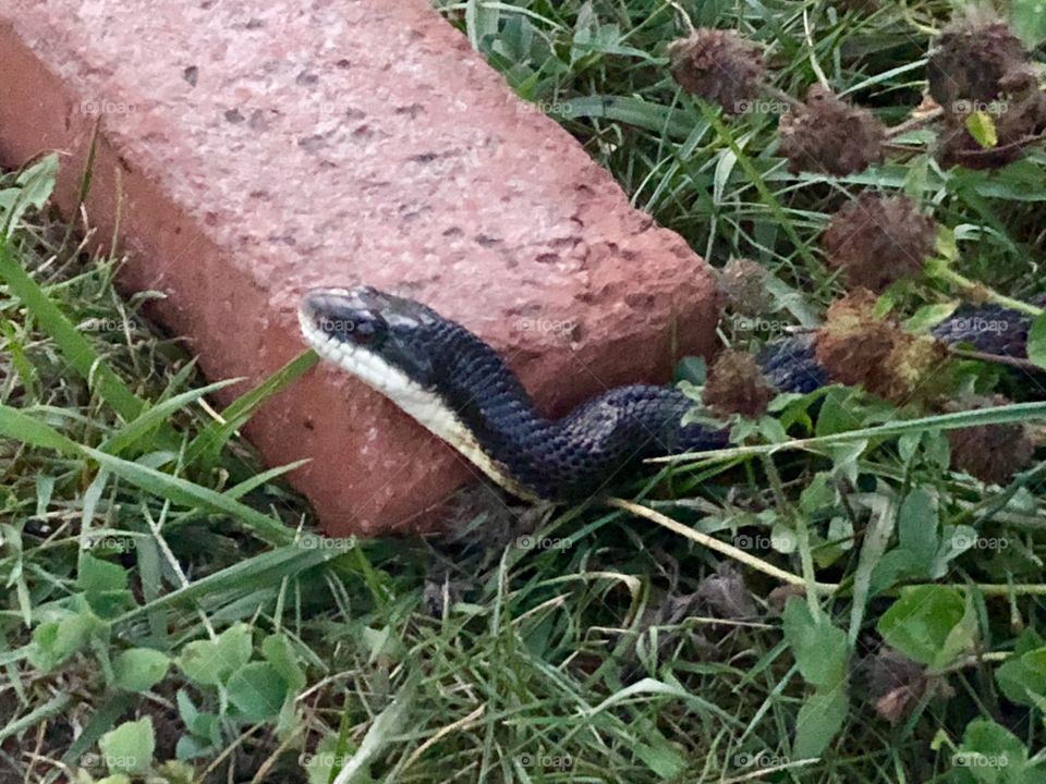 Black snake, black, snake, reptile, herpetology, brick, grass, red, red brick, green 