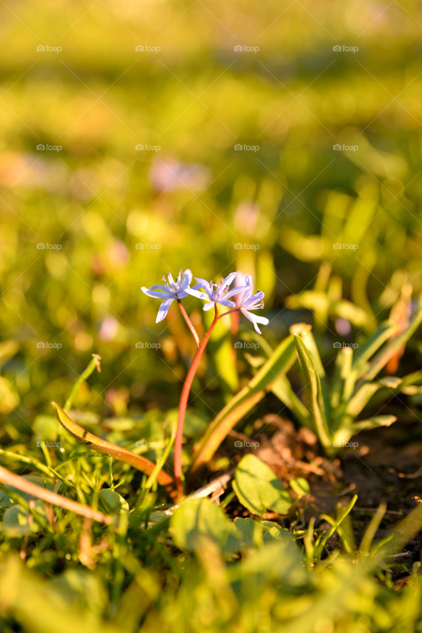 Violet Flower growing with grass