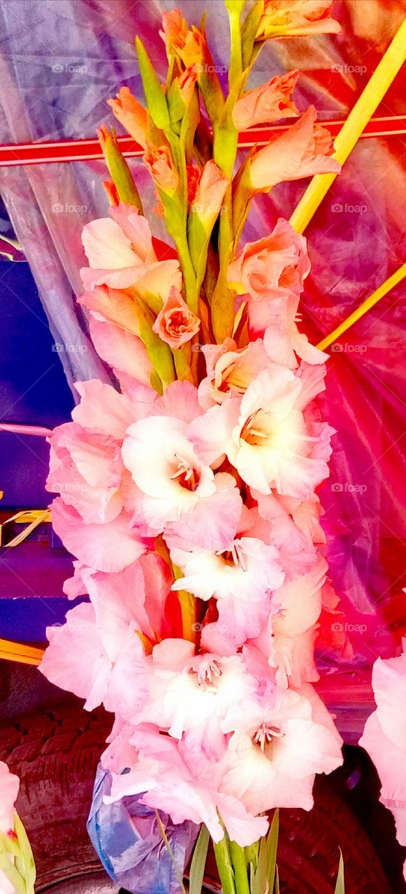 Flower, Bright, Color, No Person, Nature