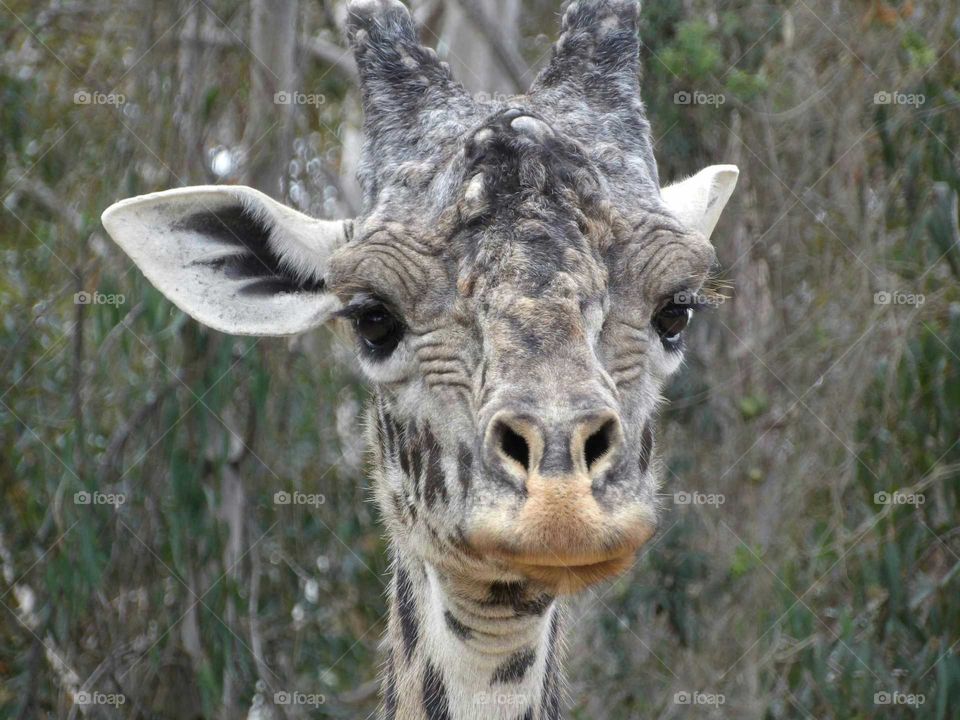 Giraffe