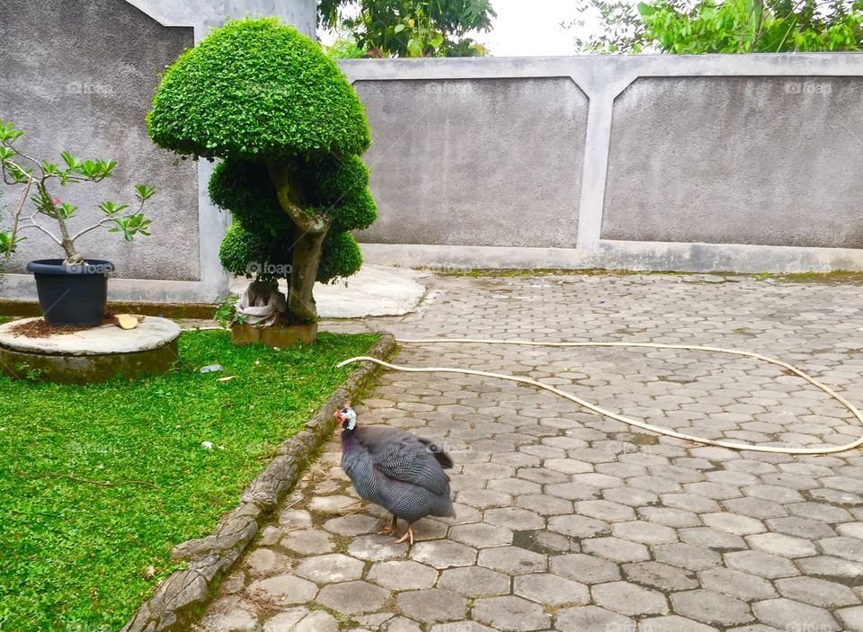 guinea fowl