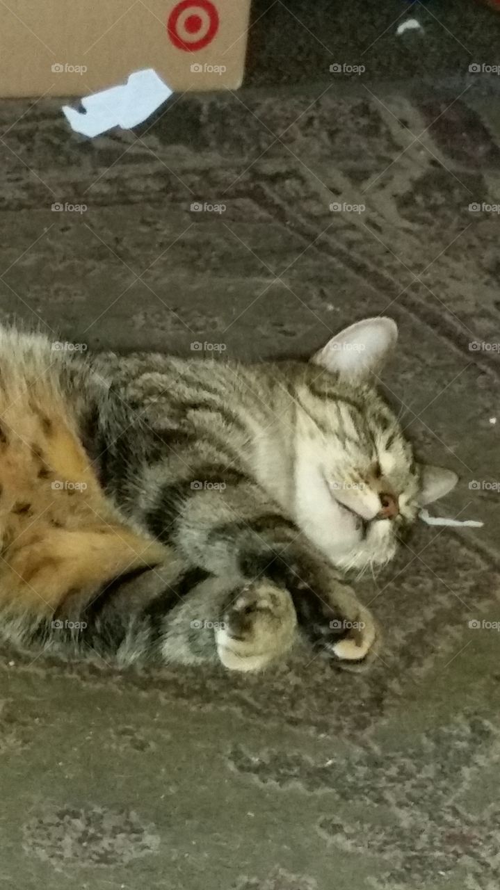 lazy sleeping cat
