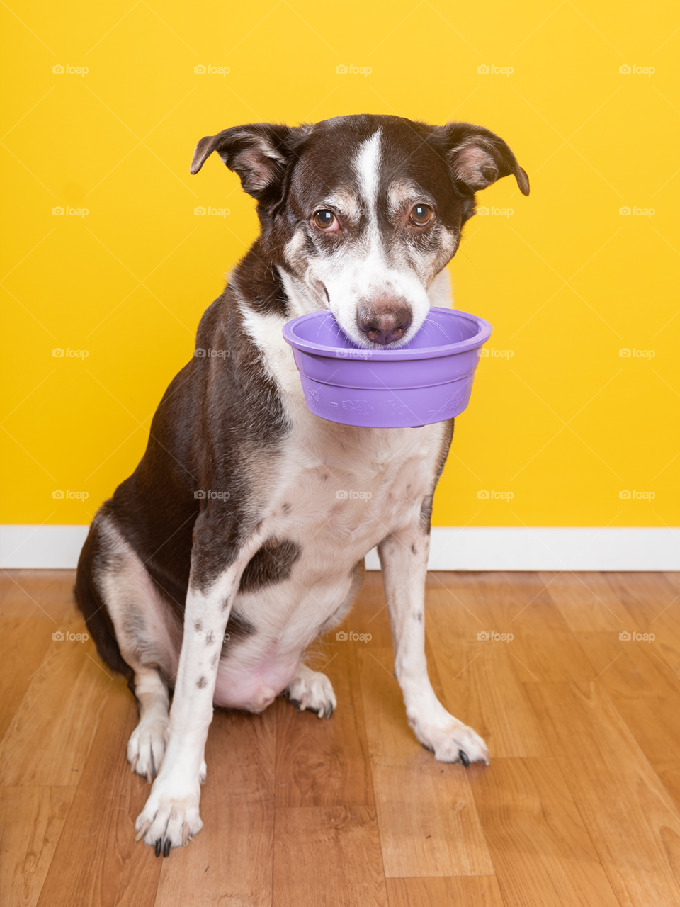 Hungry dog with bowl