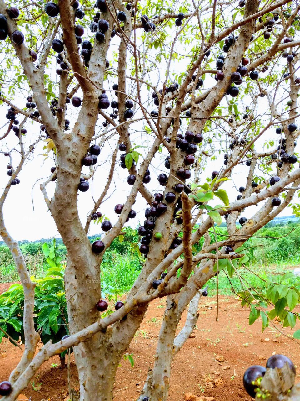 Jabuticaba