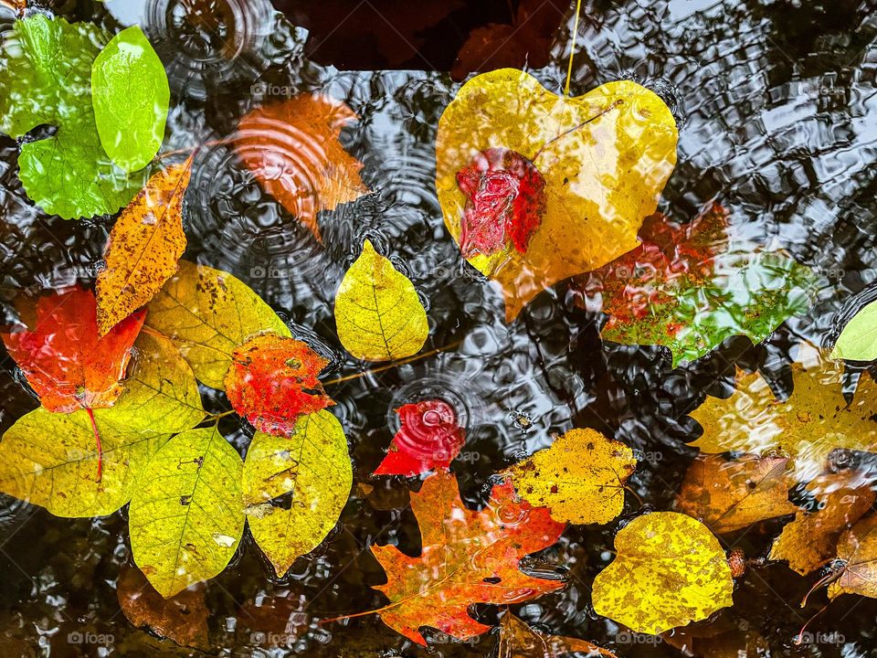 Autumn Rain.  A puddle of fallen leaves ripples from raindrops acting like nature’s kaleidoscope.