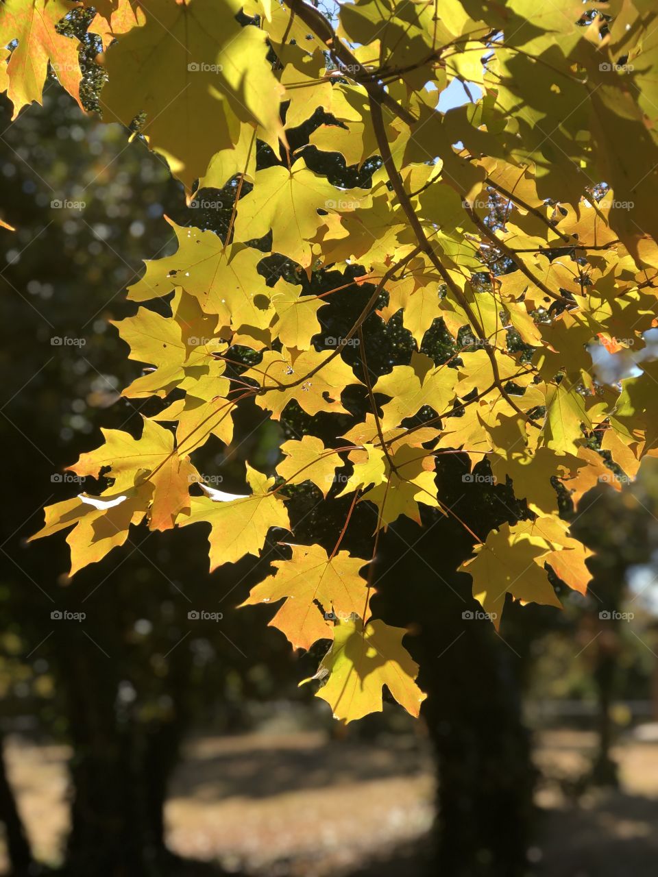 Fall Maple Leaves