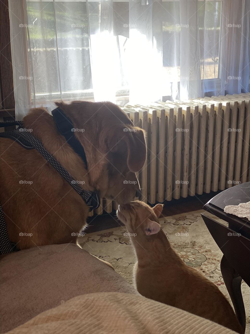 I love house wolf , I love you to kitchen leopard 