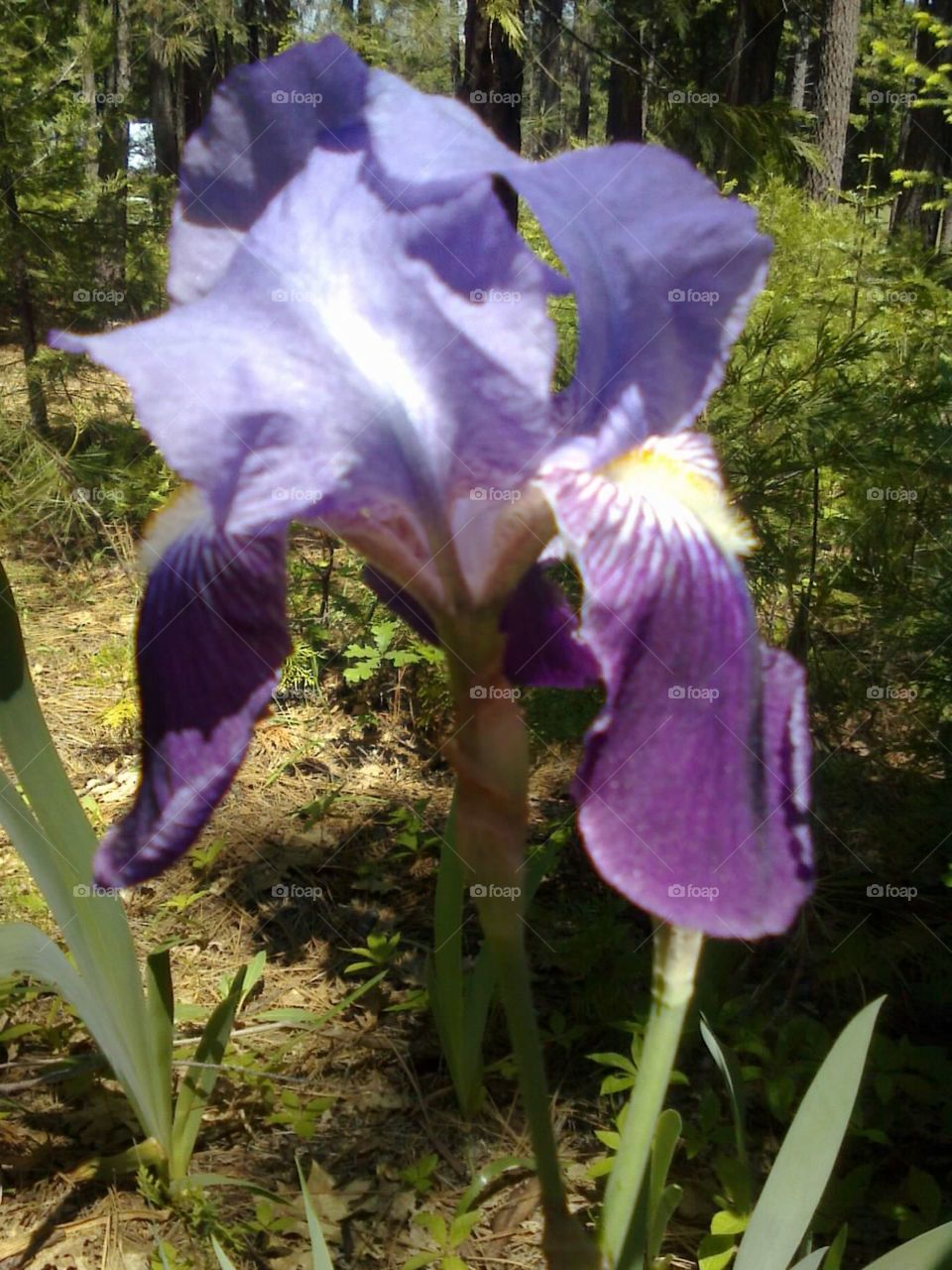 Purple Iris flower . My favorite flower is an Iris 