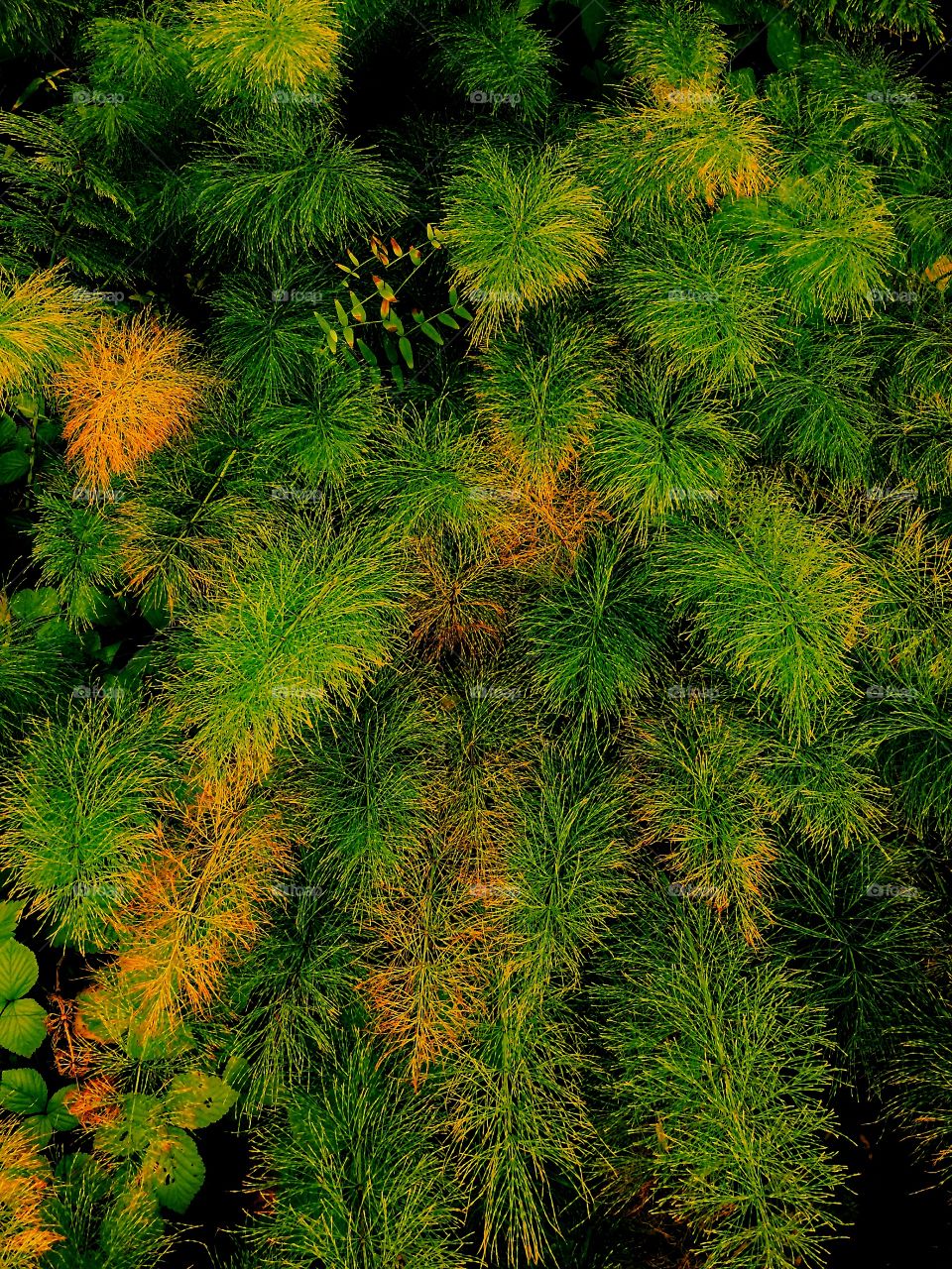 Autumn grass texture 