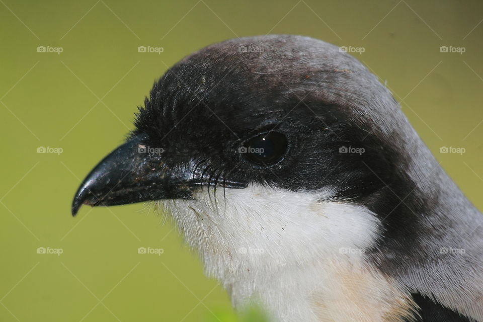 Detailed the Long tailed - shrike kind bird as an urban. The eyes, neck feather, and black head orbital feather as a result as the lens of 70 - 300 mm + tubing help for macro.