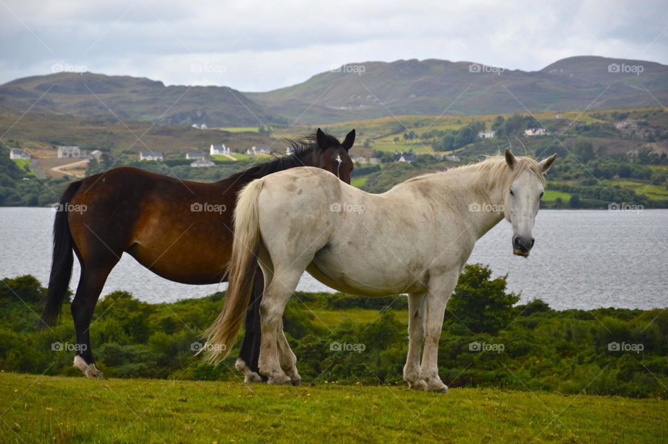 pair of horses