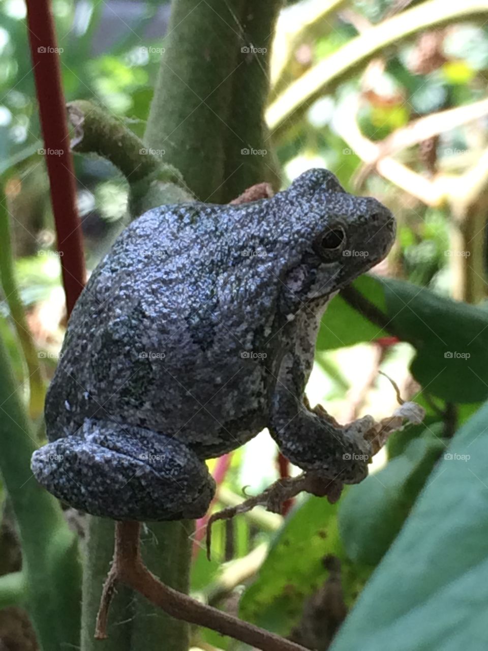 Tree Frog. Found this little guy in mom's garden. Mom thought it was a frog and Toad hybrid lol.