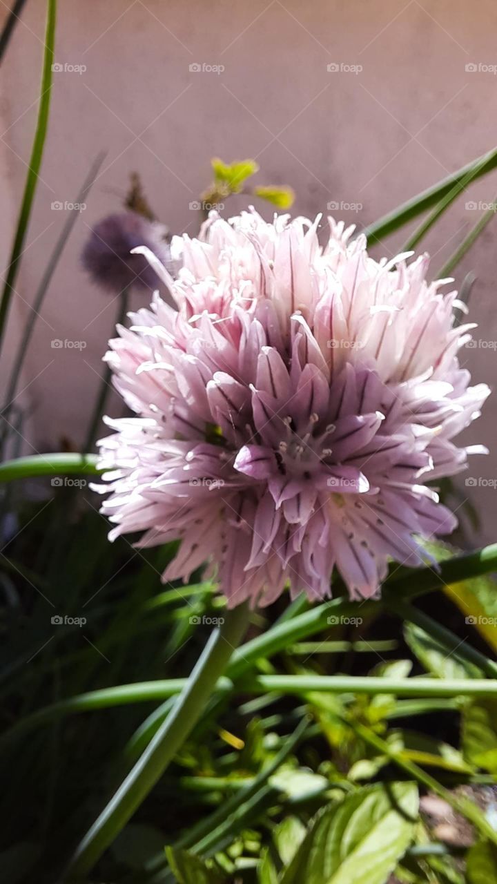 close-up macro image of pink purple chive blossom