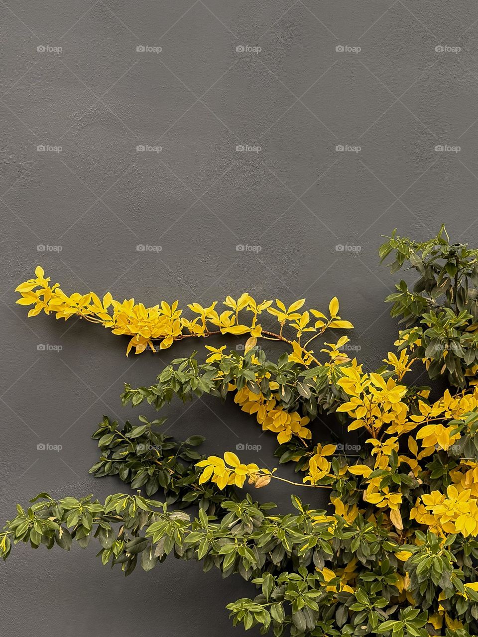 Green and yellow leaves on bushes, dark grey clear wall in the background, contrast of the colors 