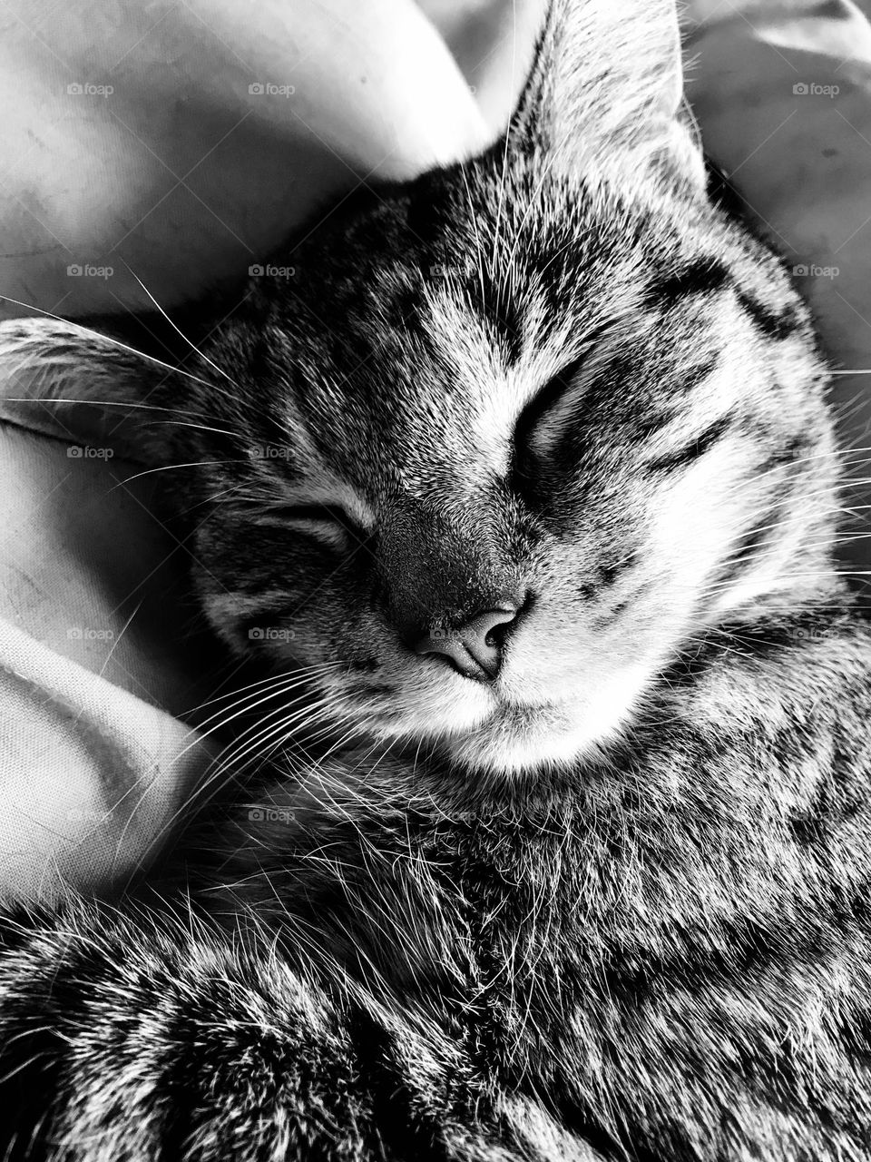 Black and white photograph of a snuggled up tabby cat having a nap. Close up of face