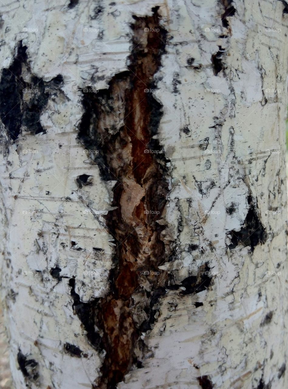 Кора дерева