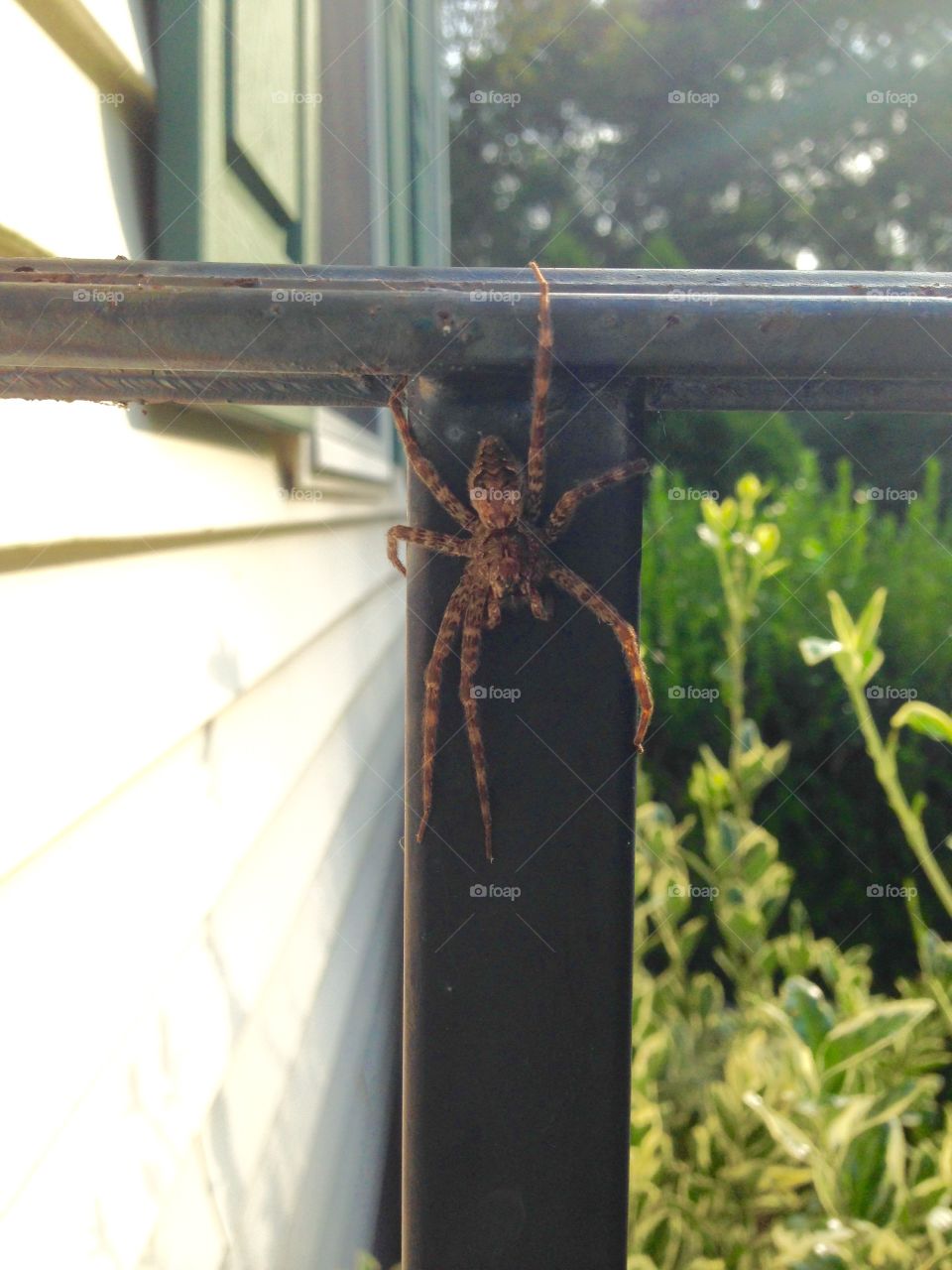 Amazing Spider. This was one of the biggest spiders I'd ever seen, and right on my deck D: