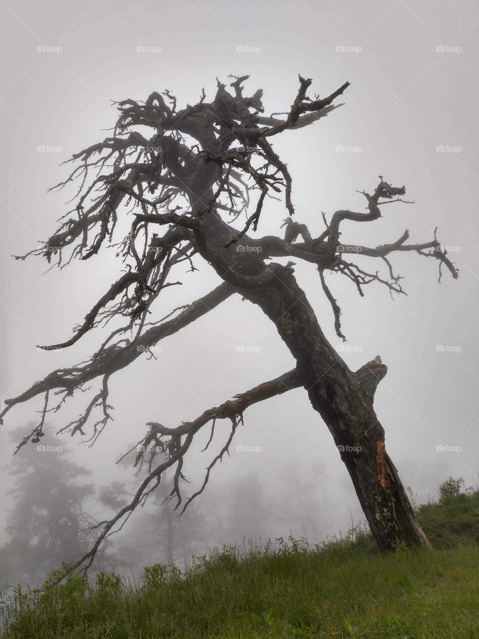 spooky tree