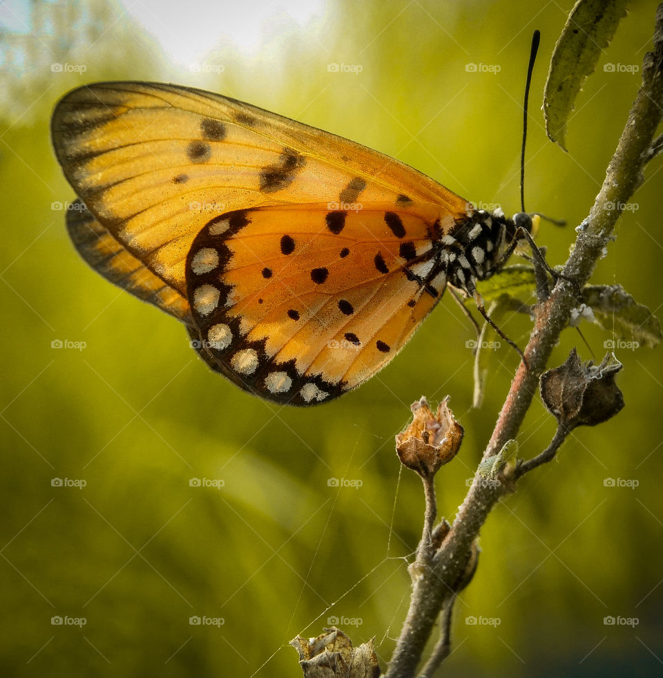 Beautifull butterfly at morning