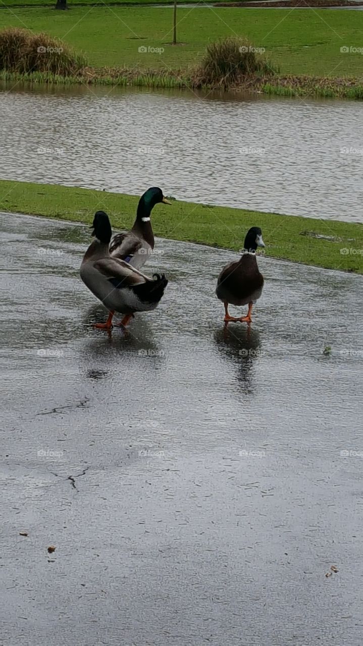 duck walking