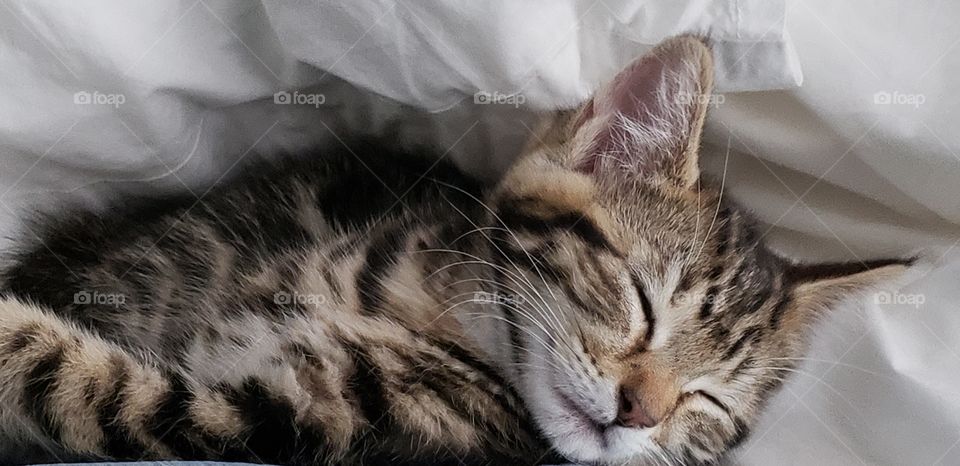 Sleeping kitten