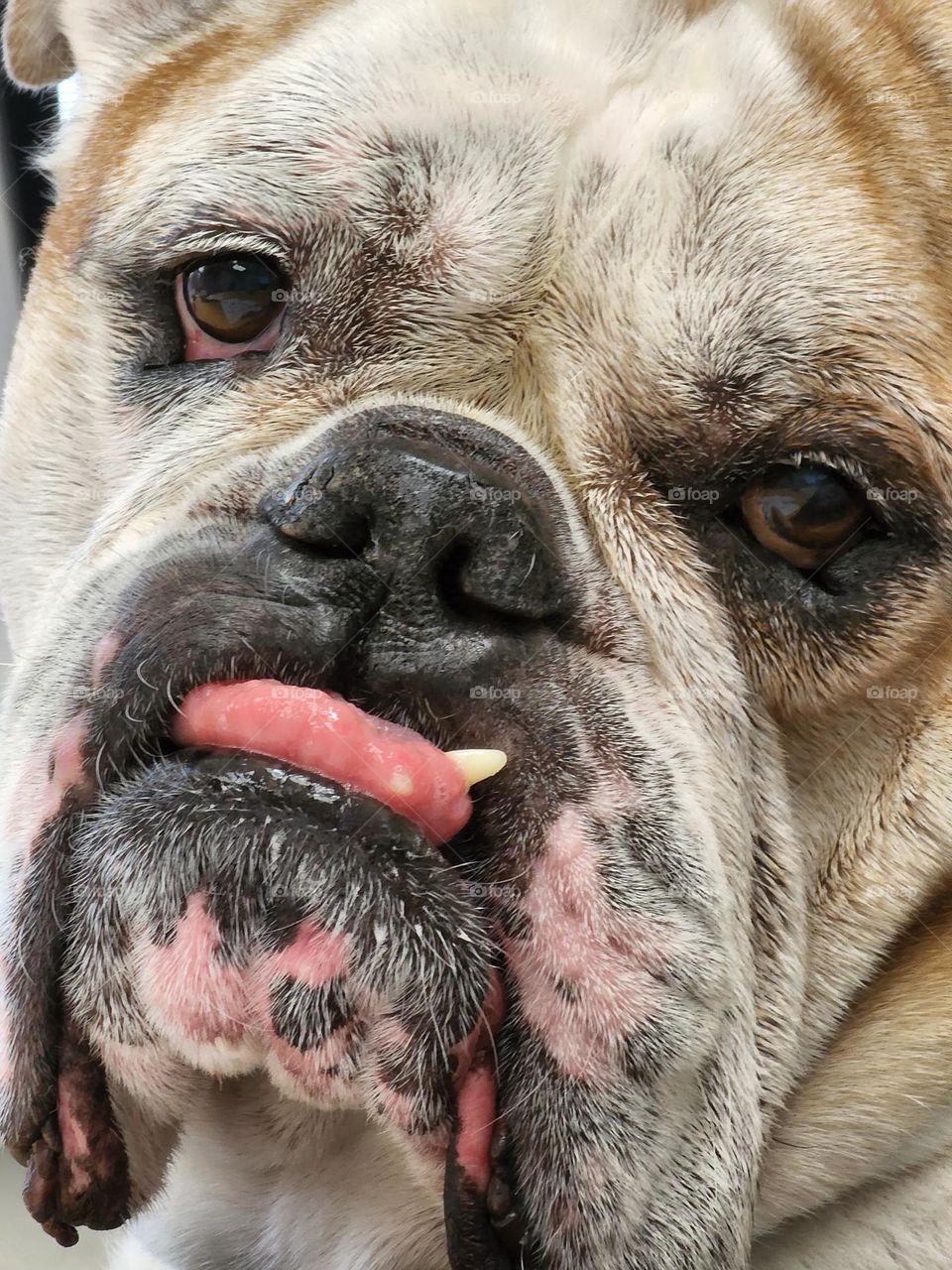 Hank the Bulldog is a loveable creature with a signature snaggle tooth
