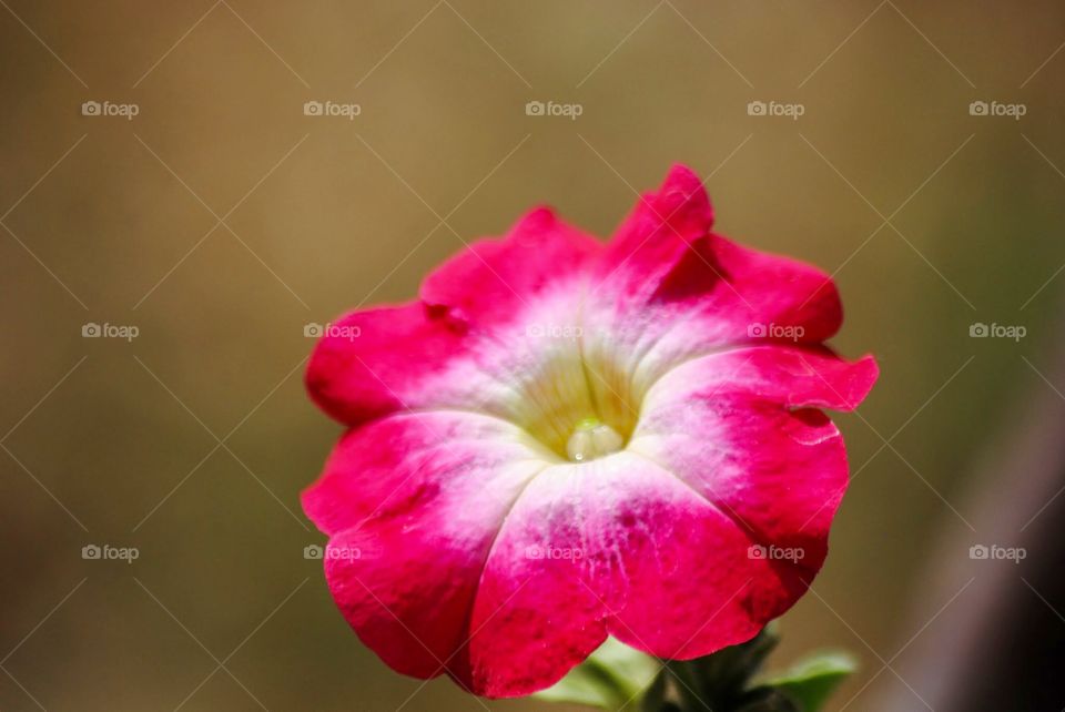 Passionate Petunia Perfectly Poised