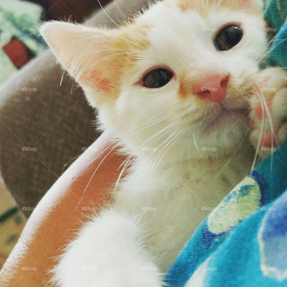 Baby kitten Mango