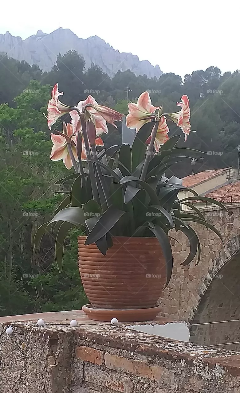 plantas
