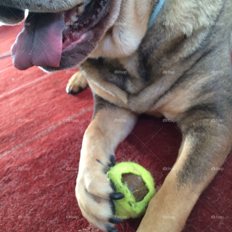 Shar Pei with blue tongue