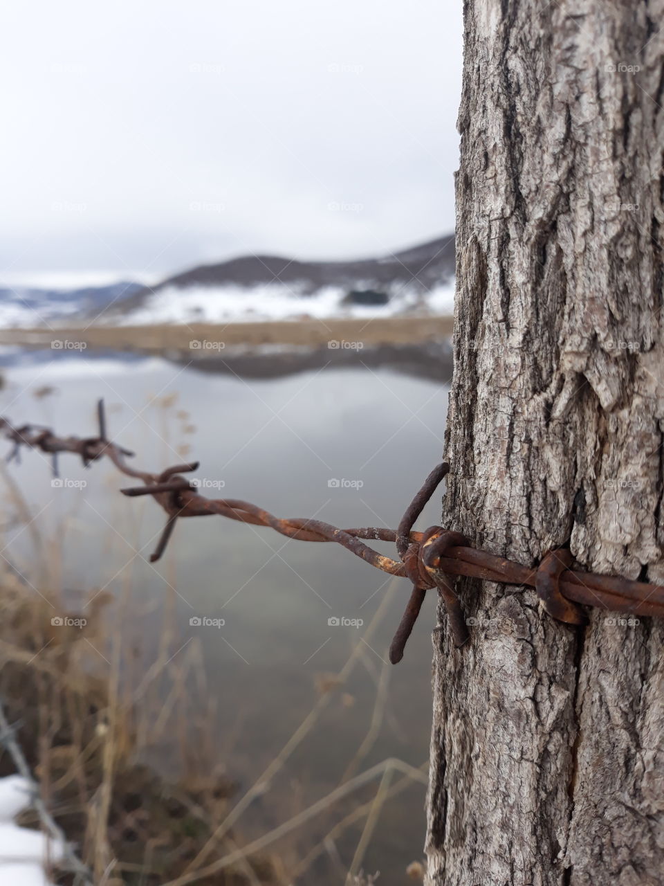 Barbed wire