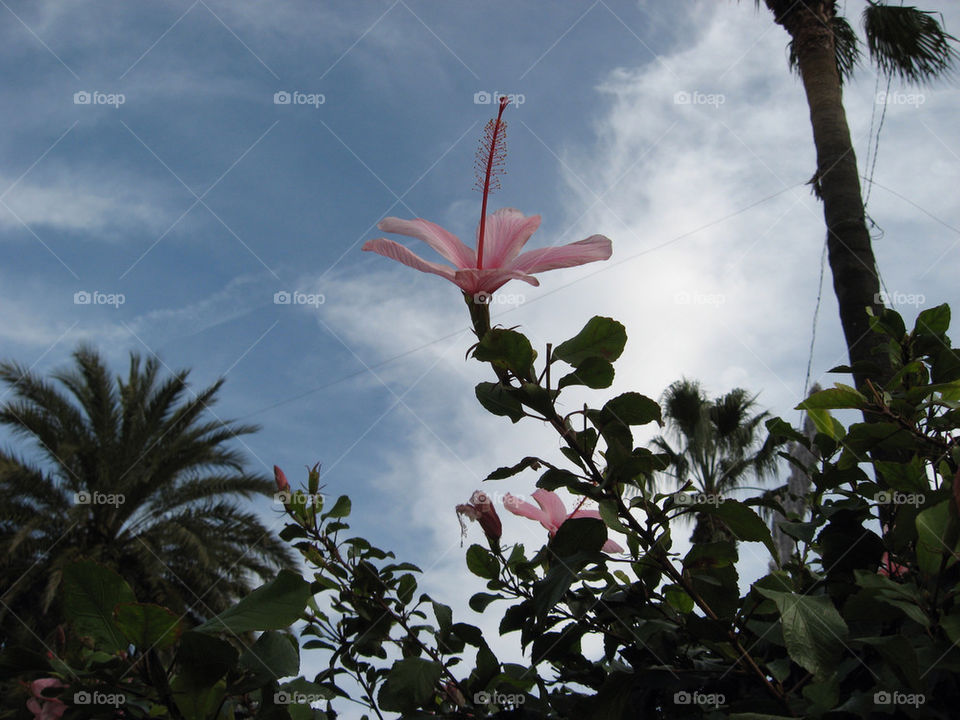 flower hibiscus spain by stevephot