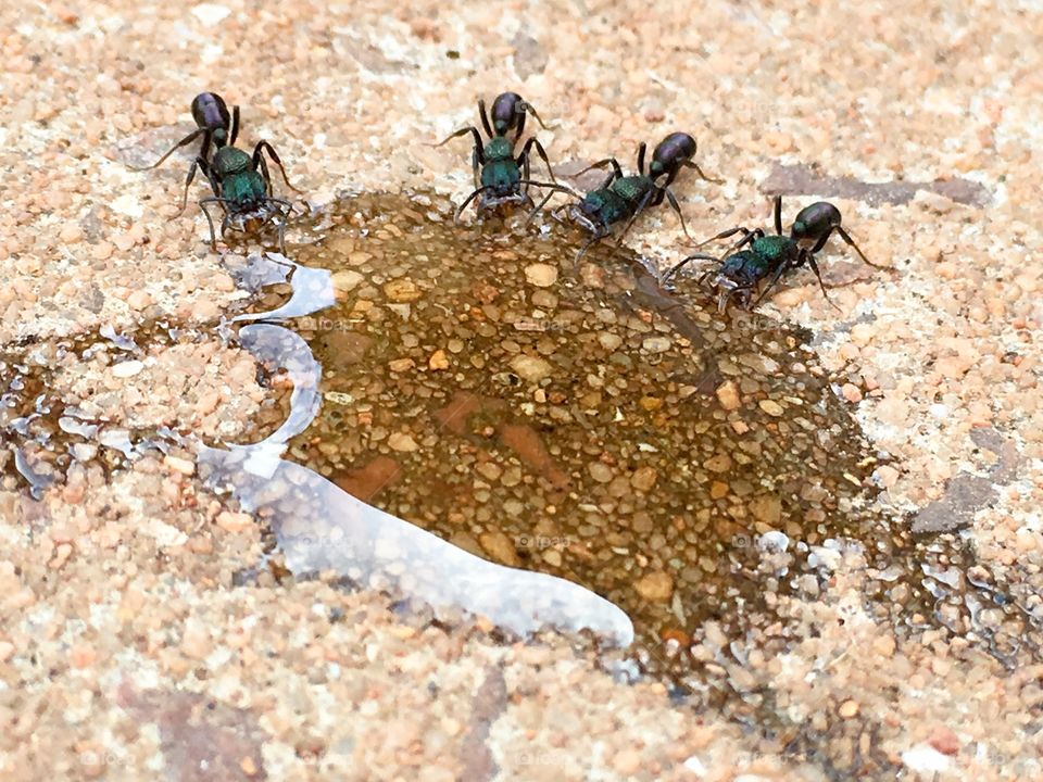 Giant ants feeding