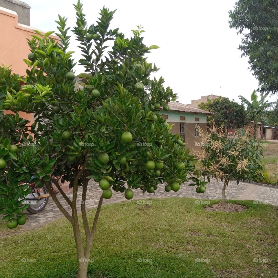 fruits in the compound