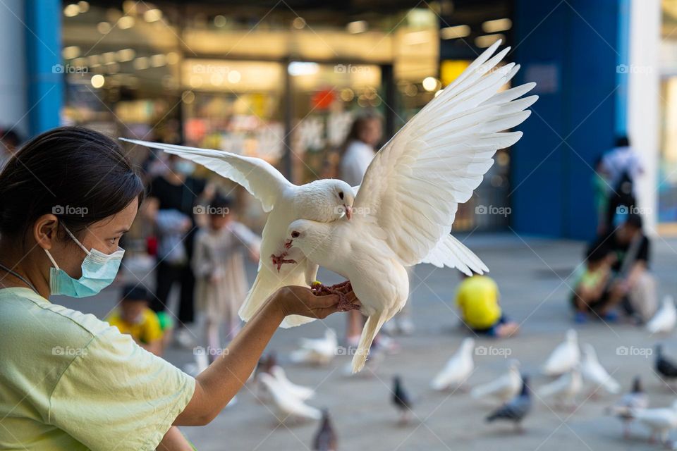 The pigeons are on human hand.