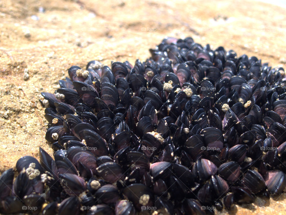 purple shellfish at the beach in Australia