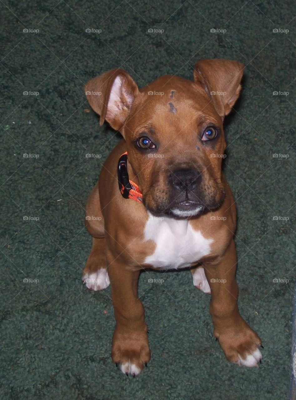 boxer pup